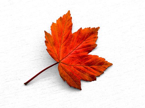 The Young One.... (Blad Esdoorn)