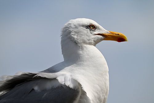 Portrait de mouette