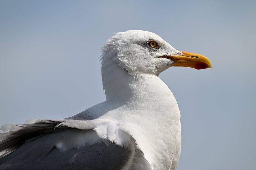 Möwe Porträt von Petra De Jonge