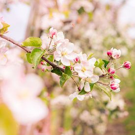 bloesem appelboomgaard 2 by Karin Verhoog