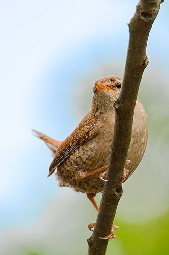 Zaunkönig op de tak