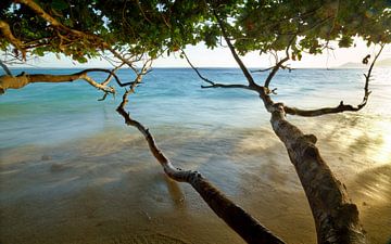 Under the tree by Silvio Schoisswohl