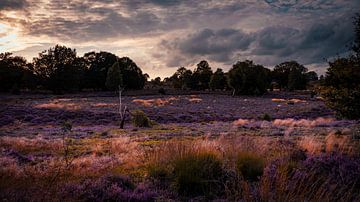 heather wide by iwan faber