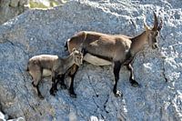 An agile duo on the summits of Villars-de-Lans
