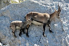 Een behendig duo op de toppen van Villars-de-Lans
