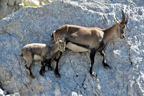 An agile duo on the summits of Villars-de-Lans