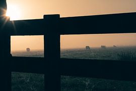 Fence and cows on a foggy morning
