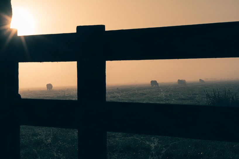 Hek en koeien in de mist van Kees van der Rest