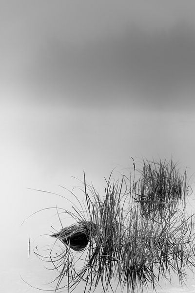 Stripped by Benny Pettersson