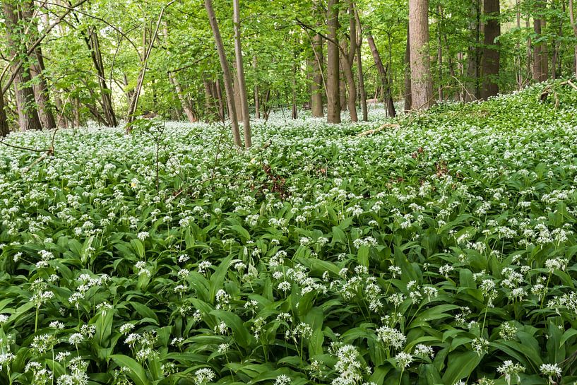 Blooming wild garlic in a Brussels park by Werner Lerooy