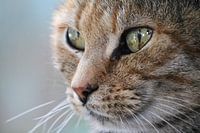 spotted eyes
