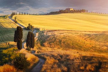 Gouden heuvels en cipressen in Toscane van Roy Poots