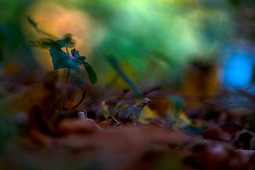 Ambiances d'automne dans la forêt sur Michael Nägele