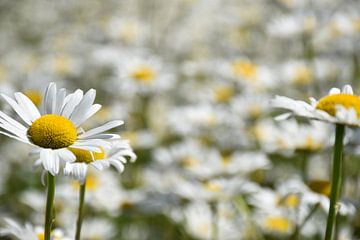 A daisy in bloom in the garden by Claude Laprise