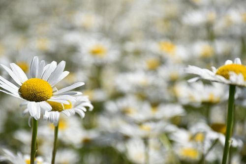 A daisy in bloom in the garden