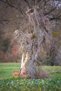 Rehwild von Andy van der Steen - Fotografie