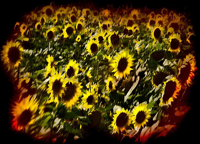 Sunflowers experience van Fons Bitter