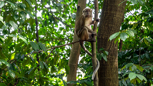 Monkey in the tropical rainforest