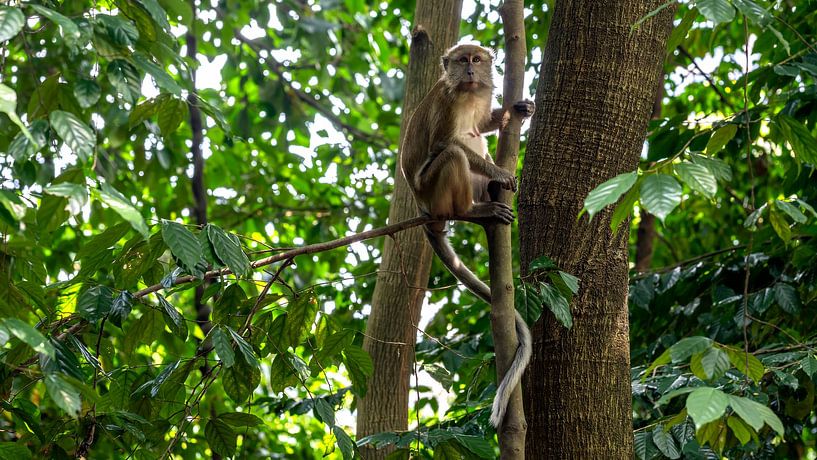 Monkey in the tropical rainforest by Paysages urbains - Rick Van der Poorten Photography