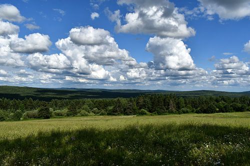 An oat field in summer