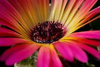 Ijsbloem