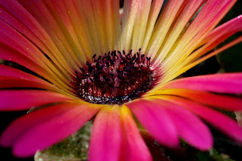 Ijsbloem von Sylvia Weenink