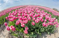 Tulips on a summer day gives a brilliant combination of colours.