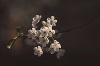 White Blossom