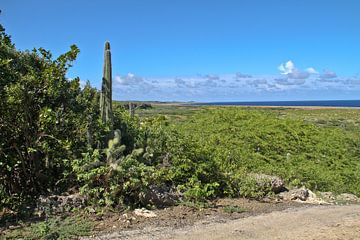 Vide dans Hato à Curacao sur rene marcel originals