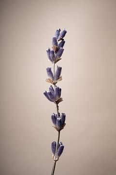 Lavendel: Noch von Immerse Visuals