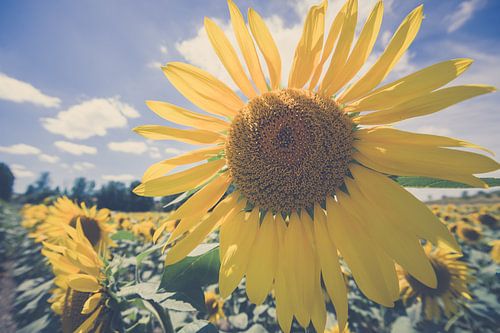 Bright yellow sunflower field with deep blue sky 