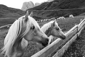 Haflinger in den Bergen