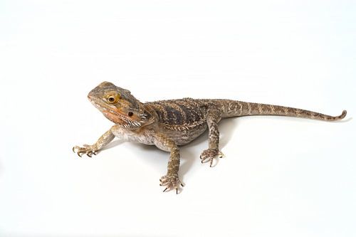 Bearded Dragon