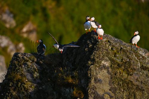 Papageientaucher über den Felsen von Runde
