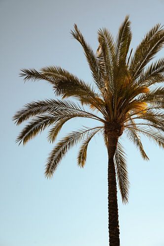 Palmier à l'heure dorée