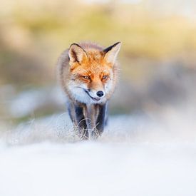 rode vos in de sneeuw