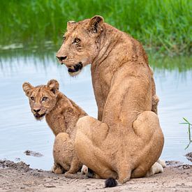 Löwin mit Jungtier am Wasser von Inez Allin-Widow