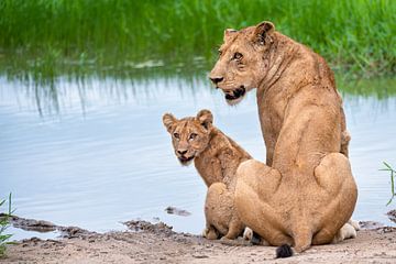 Löwin mit Jungtier am Wasser von Inez Allin-Widow