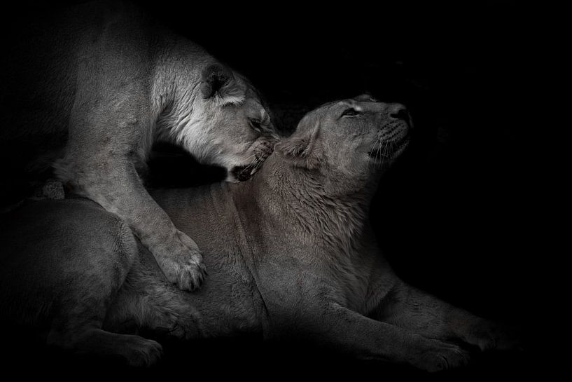 Female lionesses are playing, one friend bites the neck passionately by Michael Semenov