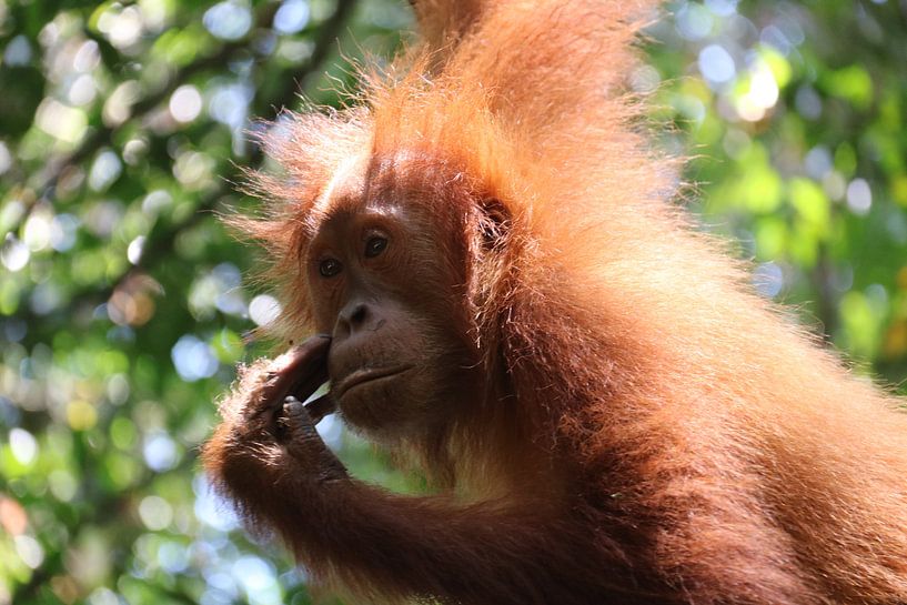 Baby Orang Oetang von Kevin Kardux