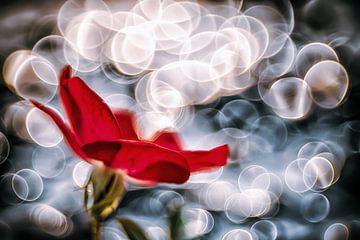 Red rose with bokeh of lights