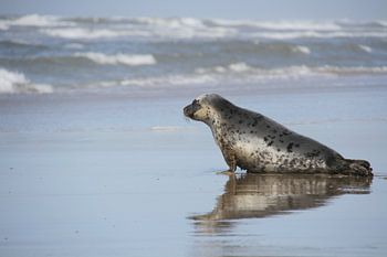 Zeehond in twijfel