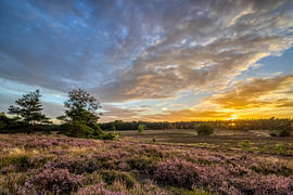 Golden sunset over the heath – Warnsborn by Daan van Oort