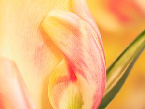 Tulipa II