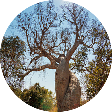 Baobab Amoureux van Dennis van de Water