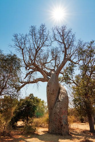 Baobab Amoureux