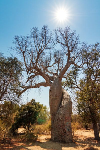 Baobab Amoureux by Dennis van de Water