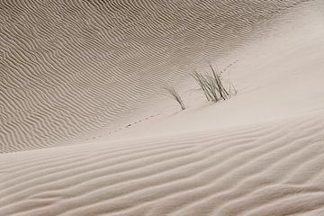 Sporen in de woestijn van Photolovers reisfotografie
