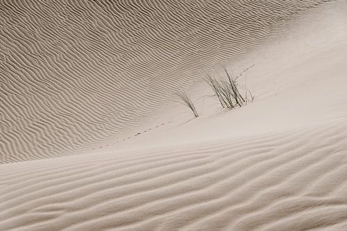 Sporen in de woestijn