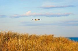 An der niederländischen Küste von Anouschka Hendriks